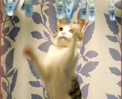 お粗相や攻撃性が増える時の対処法