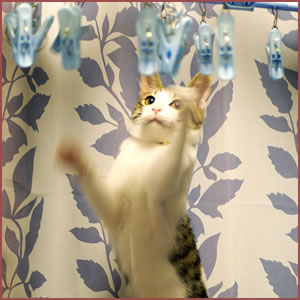 お粗相や攻撃性が増える時の対処法