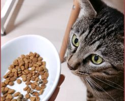 体に合わないえさも大きなストレスに