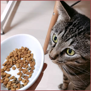 体に合わないえさも大きなストレスに