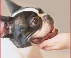 飼い主との信頼関係が大前提