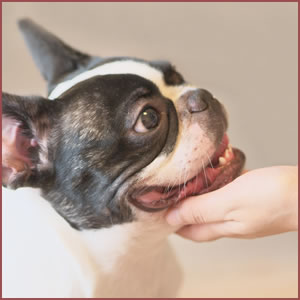 飼い主との信頼関係が大前提