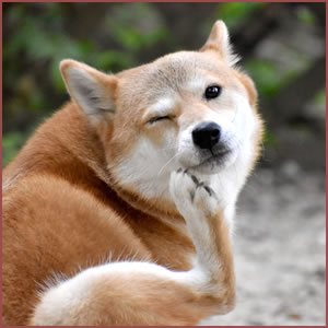 体を余計にかきむしる時の対処法