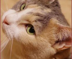 猫は大きい音や人工音・機械音が嫌い