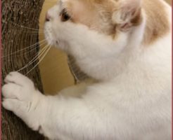 猫の習性と行動原理を理解しよう