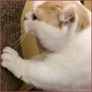 猫の習性と行動原理を理解しよう