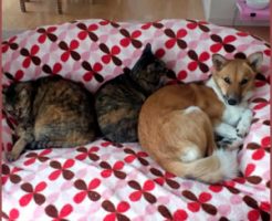 一人になれる寝床がないのもストレス