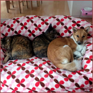 一人になれる寝床がないのもストレス