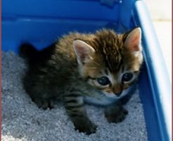 猫を叱る方法としつけの仕方