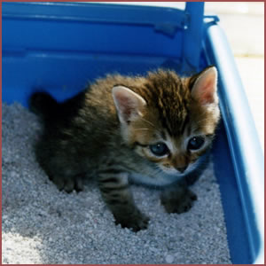 猫を叱る方法としつけの仕方