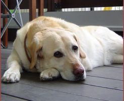 住む場所が急に変わるのもストレスになる