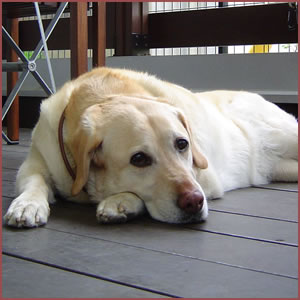 住む場所が急に変わるのもストレスになる