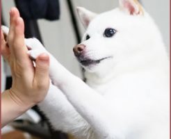 犬を正しく叱る方法としつけ