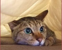 ずっと隠れている時の解決策