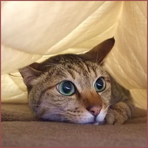 ずっと隠れている時の解決策