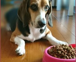 食事を取らなくなった時の対処法