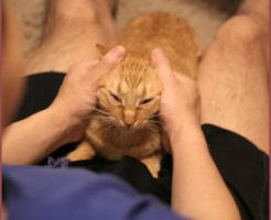 撫でられすぎるとストレスになる