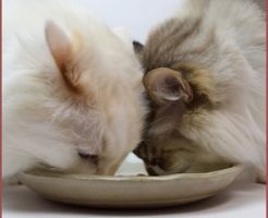 猫の飼育に欠かせないもの