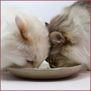 猫の飼育に欠かせないもの