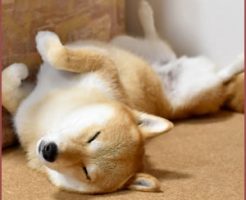 運動不足でストレスを感じる