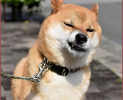 無理な散歩もストレスになる