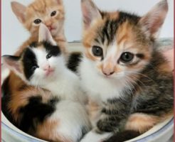 新入り猫が急に増えるとストレスになる