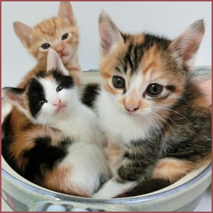 新入り猫が急に増えるとストレスになる