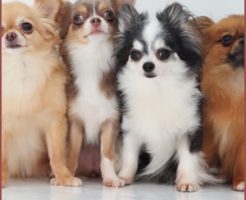 他の犬や猫が増えるのもストレスになる