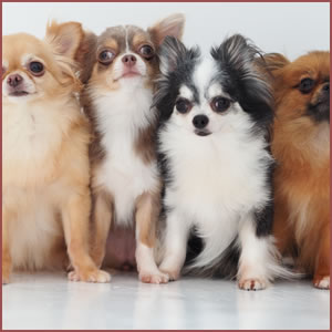 他の犬や猫が増えるのもストレスになる