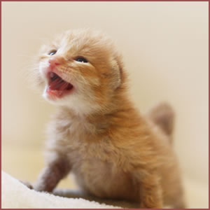 猫がやたら鳴く時の原因と対処法