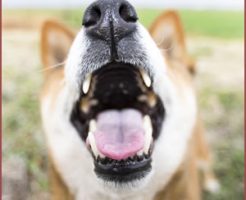 むだ吠えが多くなり、いたずらが増える