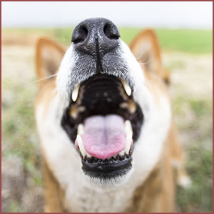 むだ吠えが多くなり、いたずらが増える