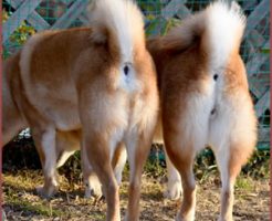 しっぽを後ろ足の間に挟んで隠す