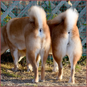 しっぽを後ろ足の間に挟んで隠す