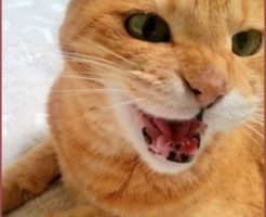 知らないニオイがあるとストレスになる