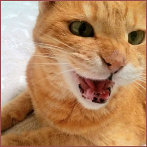 知らないニオイがあるとストレスになる